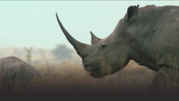 Rhino on the plains