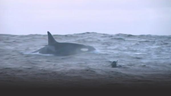 Large killer whale surfaces with diver’s head above water watching