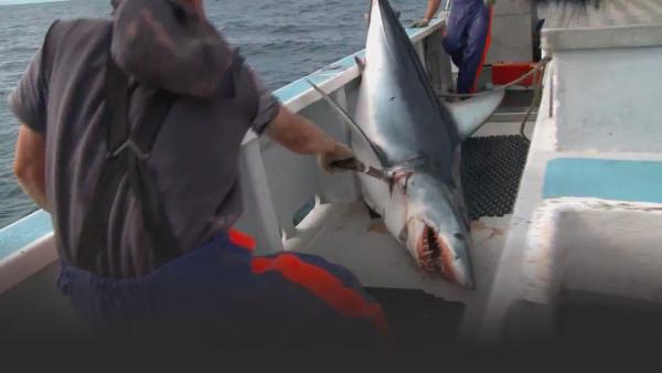 The Hardliners catch a huge shark