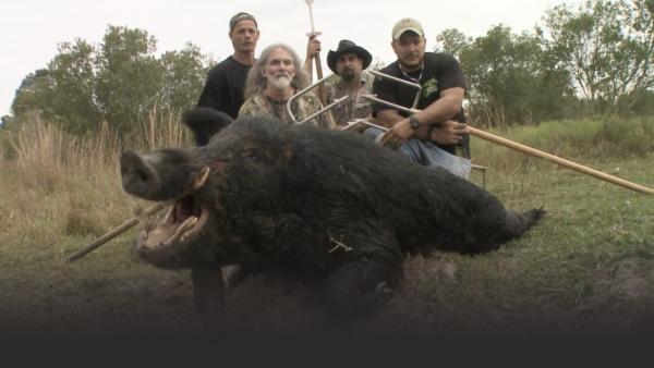 A huge wild boar and its hunters