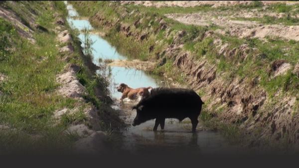 Wild hog and a dog in ditch