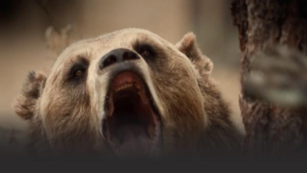 A bear yelling