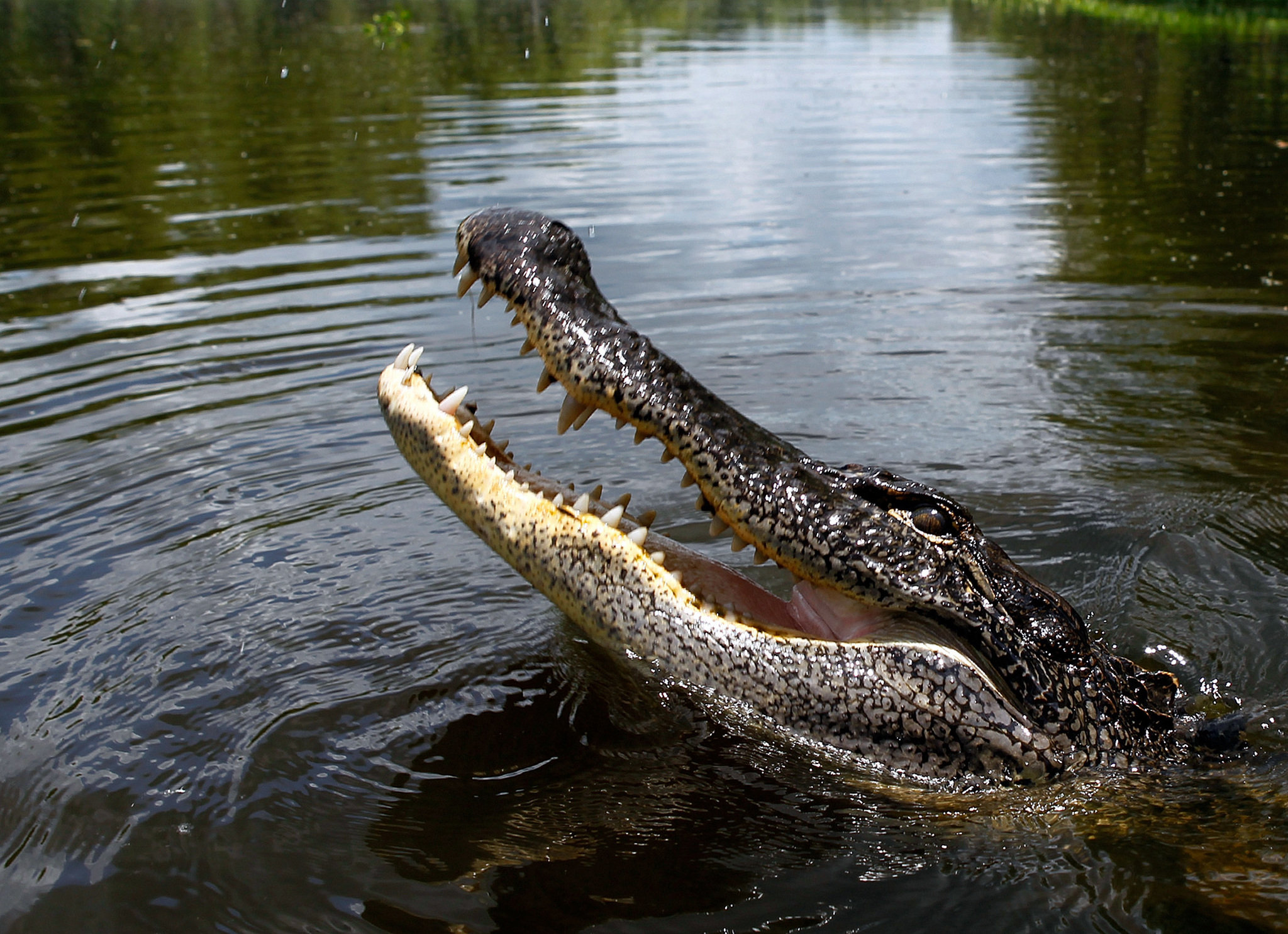 A crocodile shows its deadly bite. Crocodile emerging from water