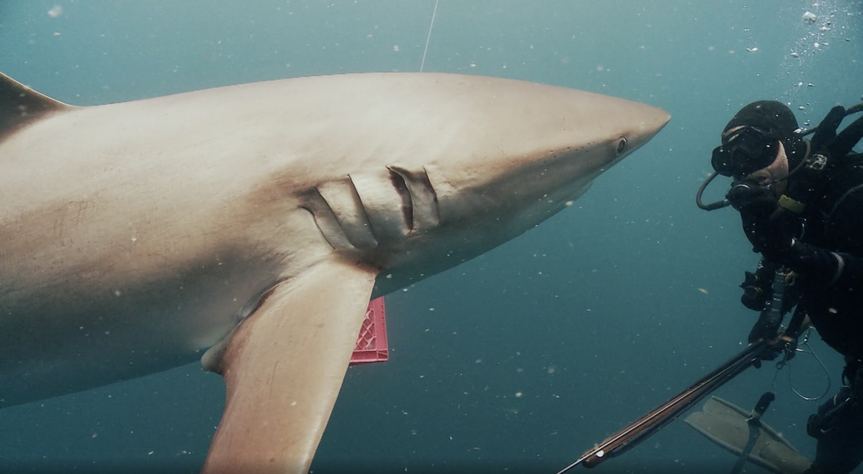 Dusky sharks can be dangerous predators, or just curious Big shark and diver