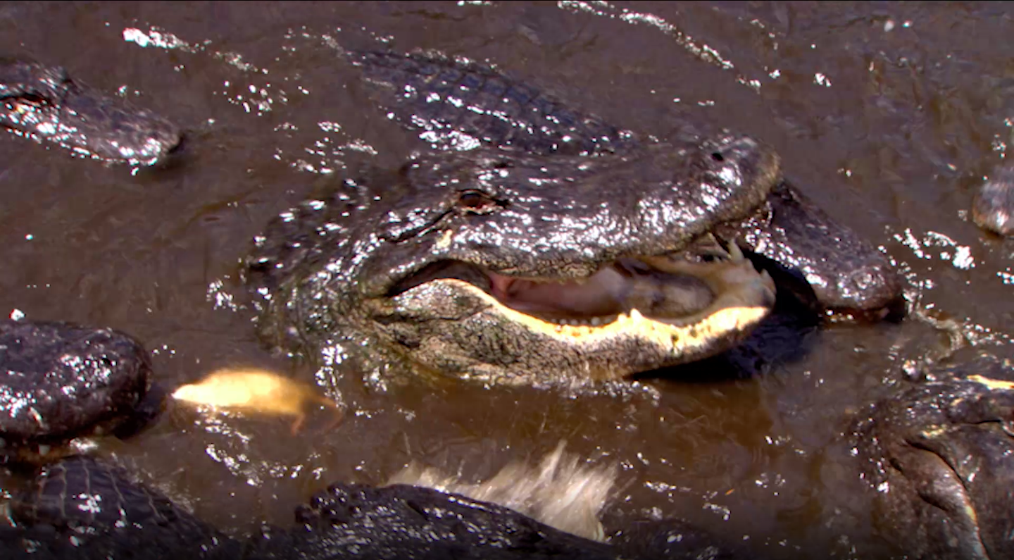 Alligators swarming Alligators swarming