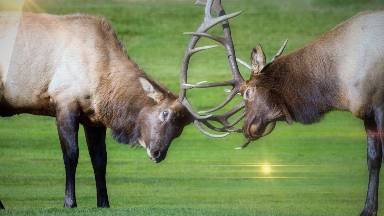 Cuerpo A Cuerpo Y Pelea