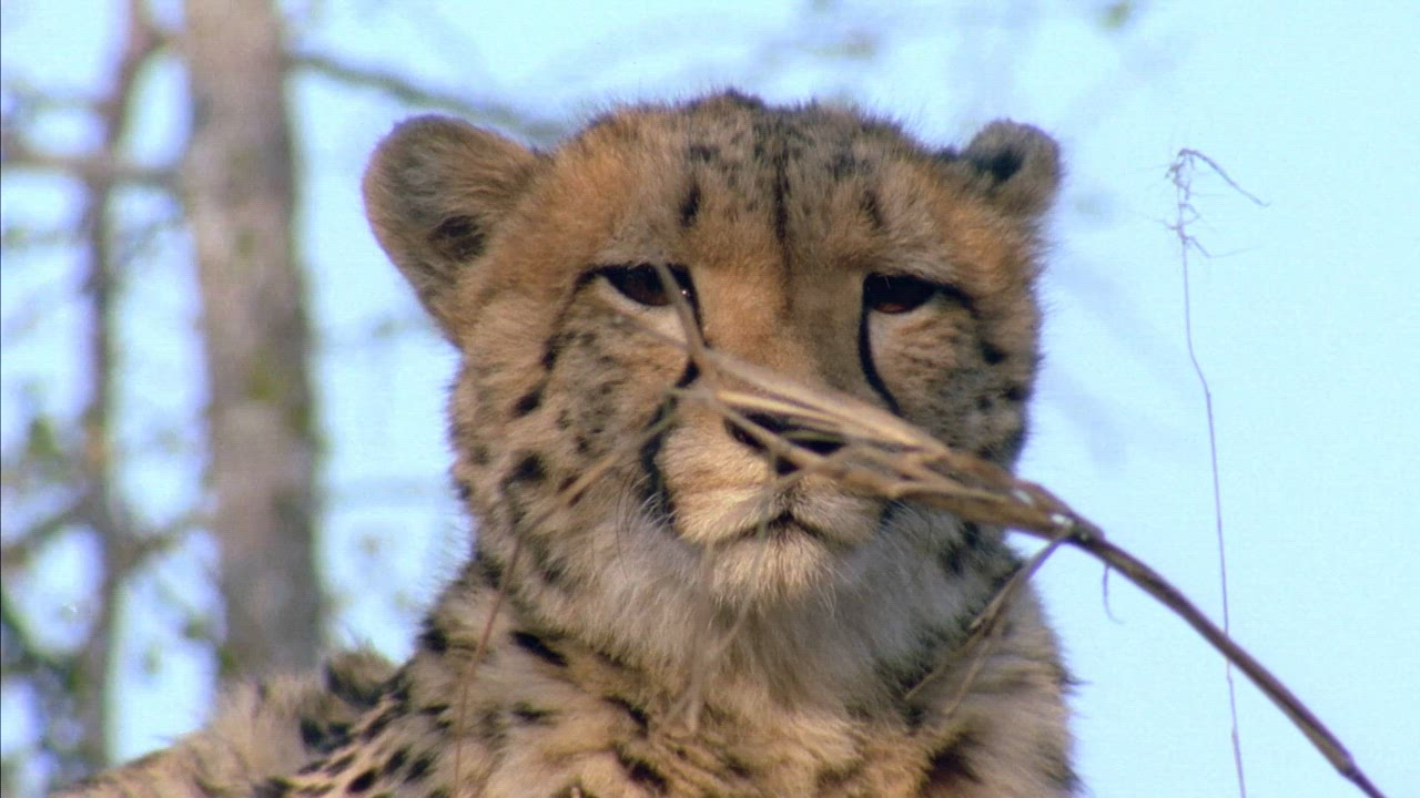 Maestros Del Disfraz