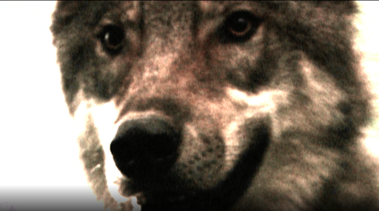 Killer Cats and Dogs