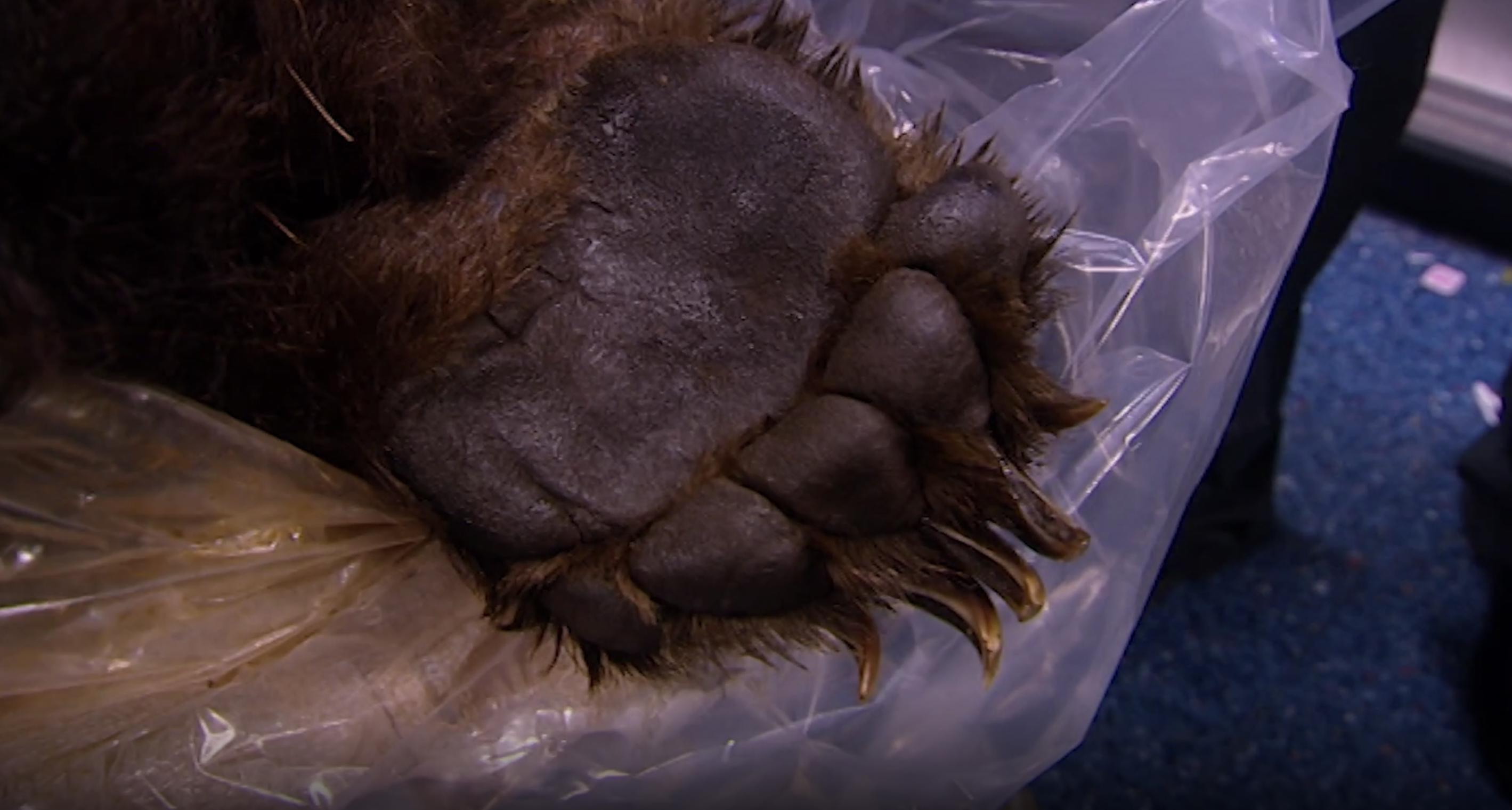 There's a Bear in There