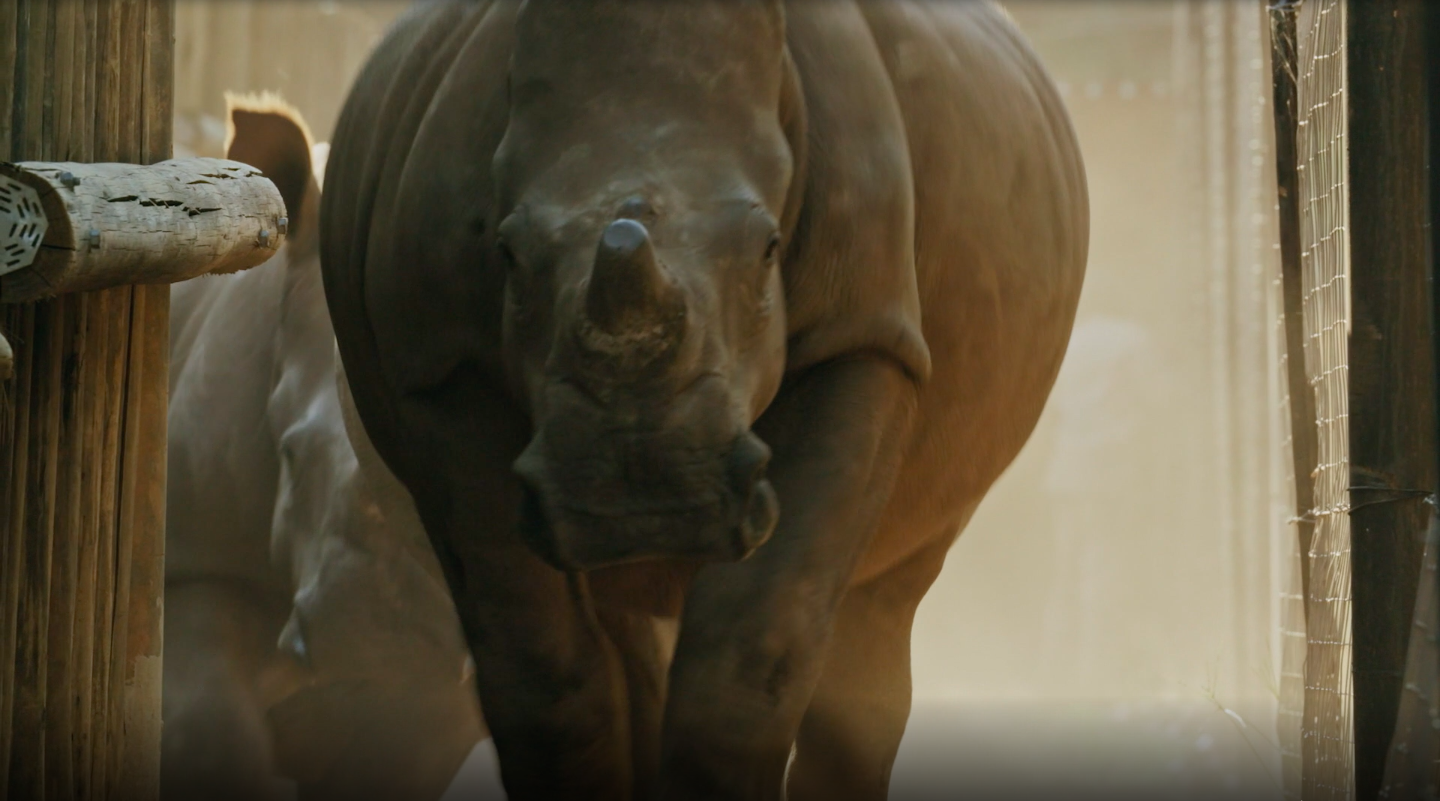 One Rhino at a Time