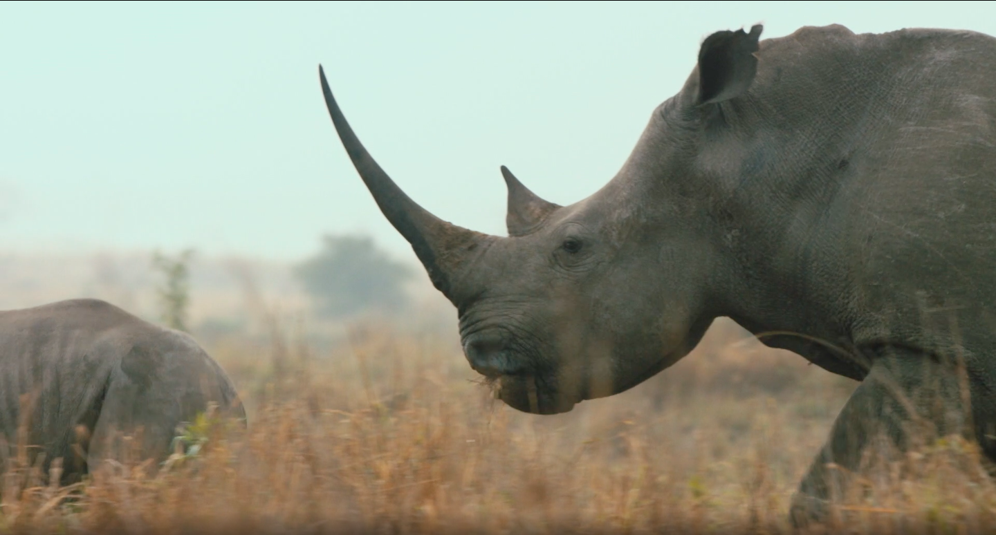 Rhino Wars