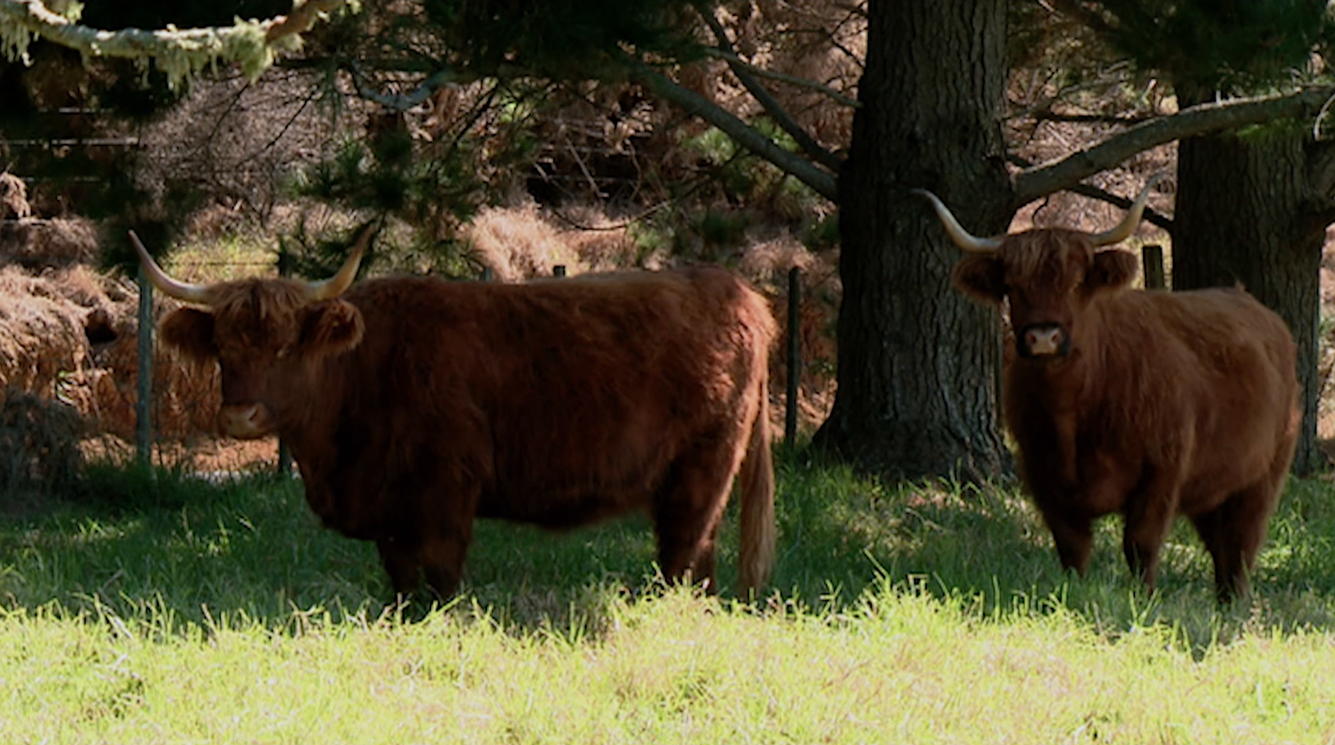 Take the Bull by the Horns