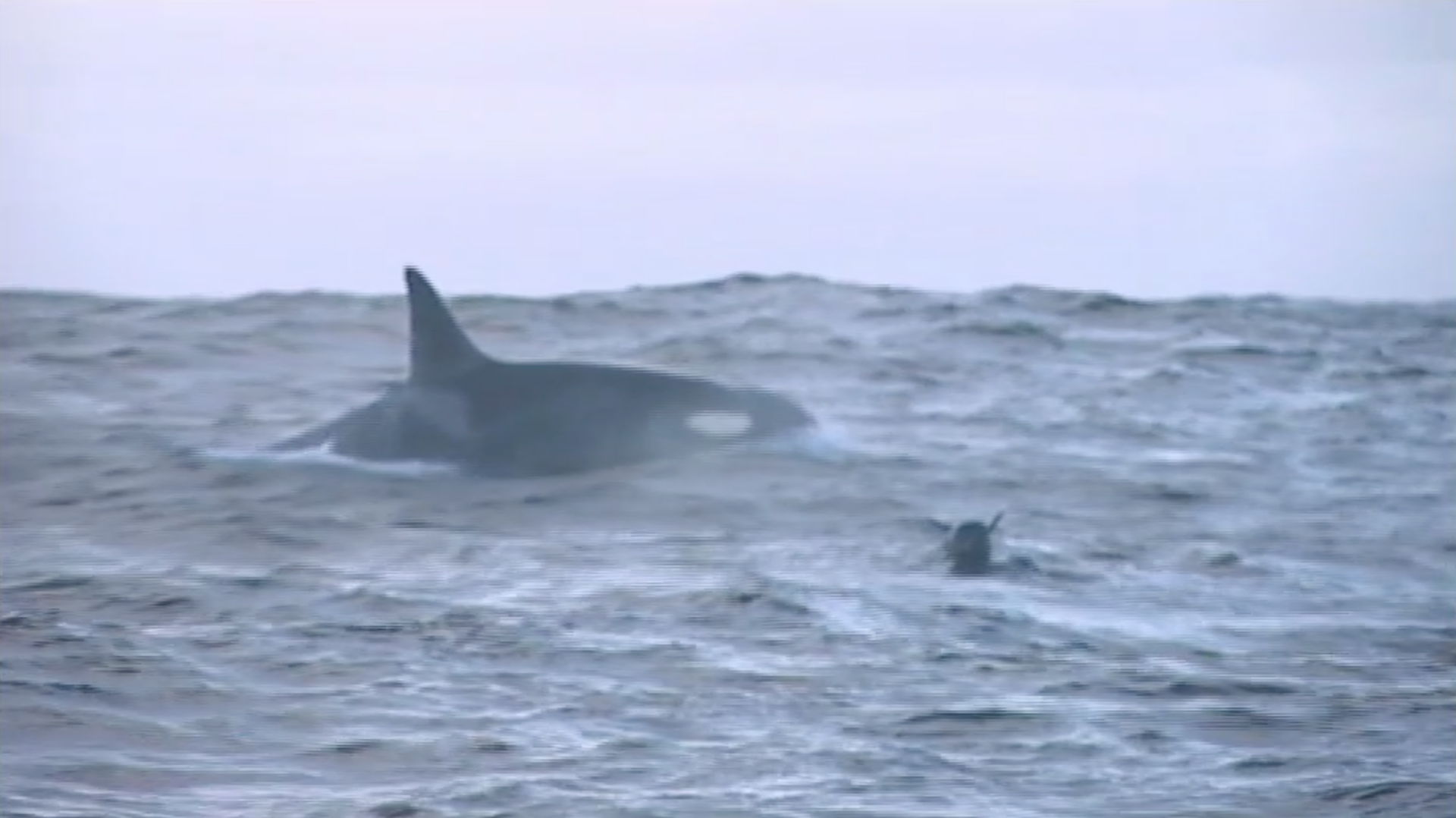 Free diving with Killer Whales