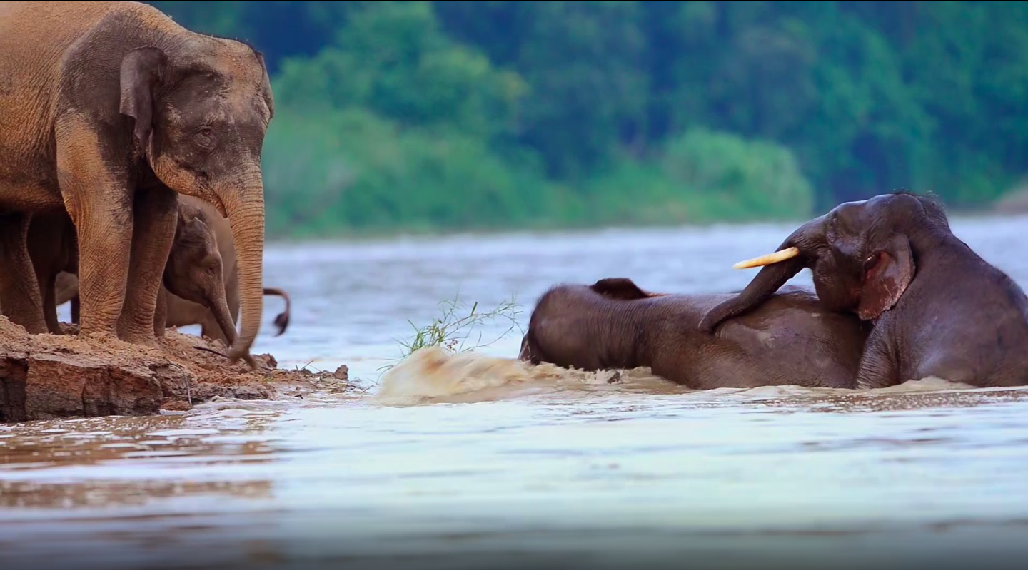 Stampeding Elephants