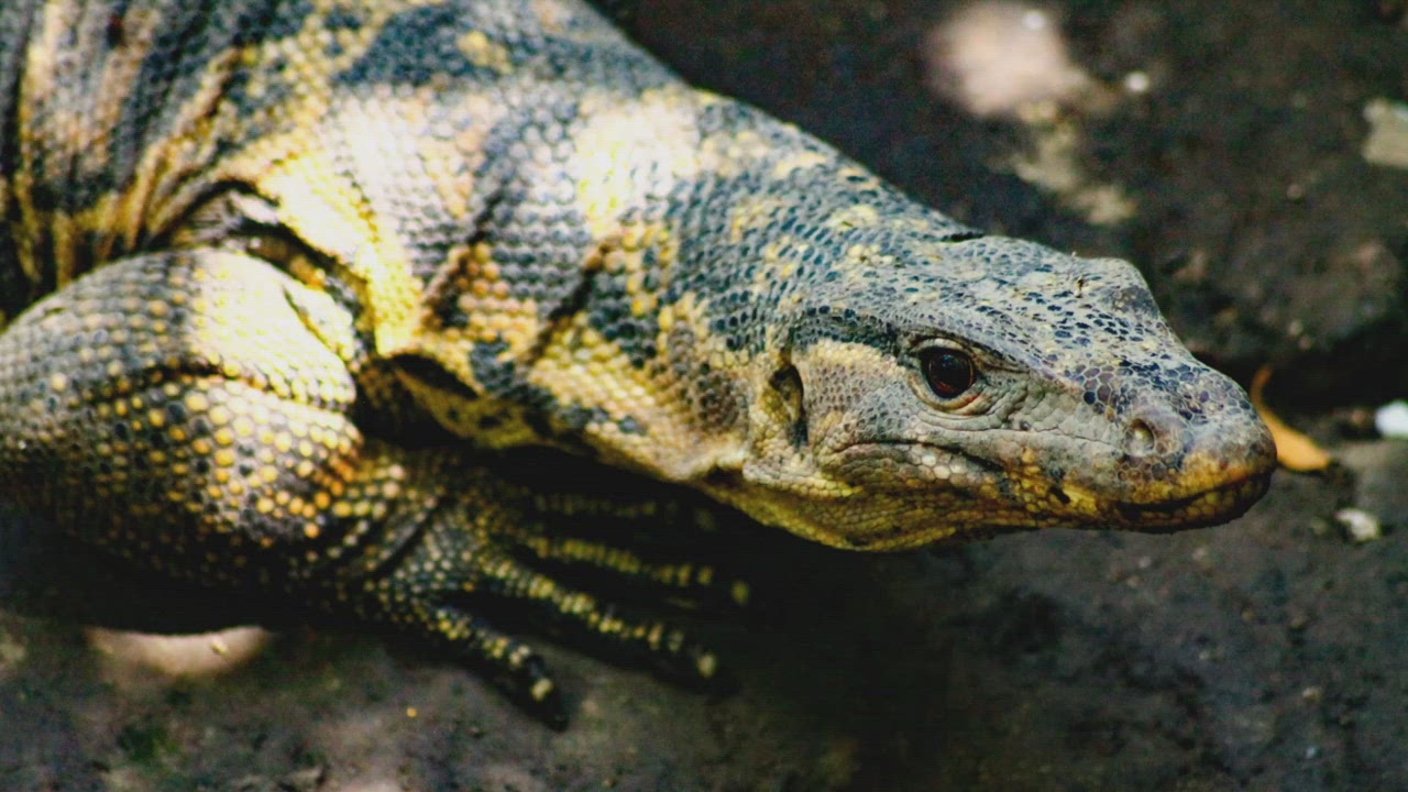 A Special Set of Skills