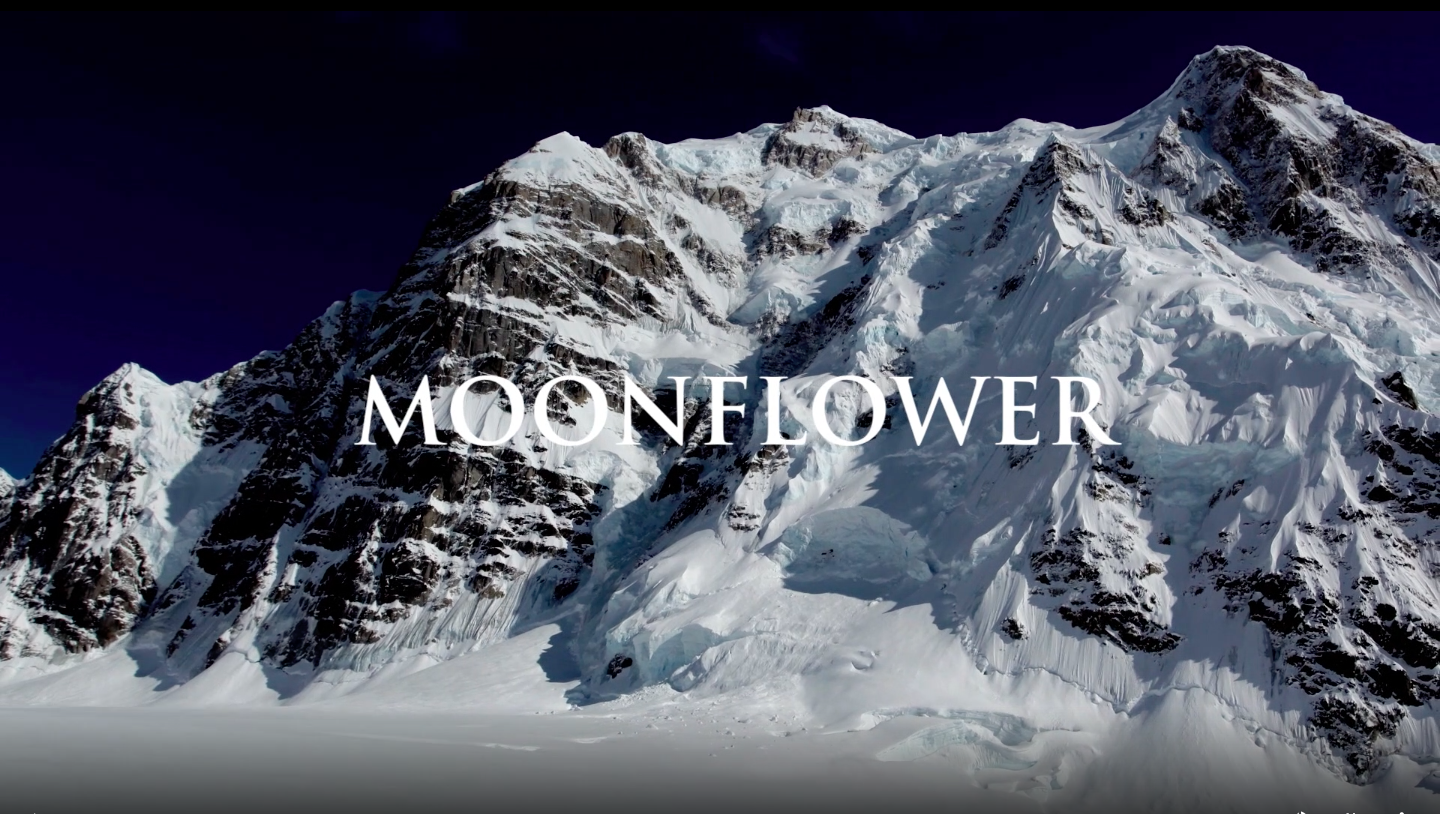Moonflower