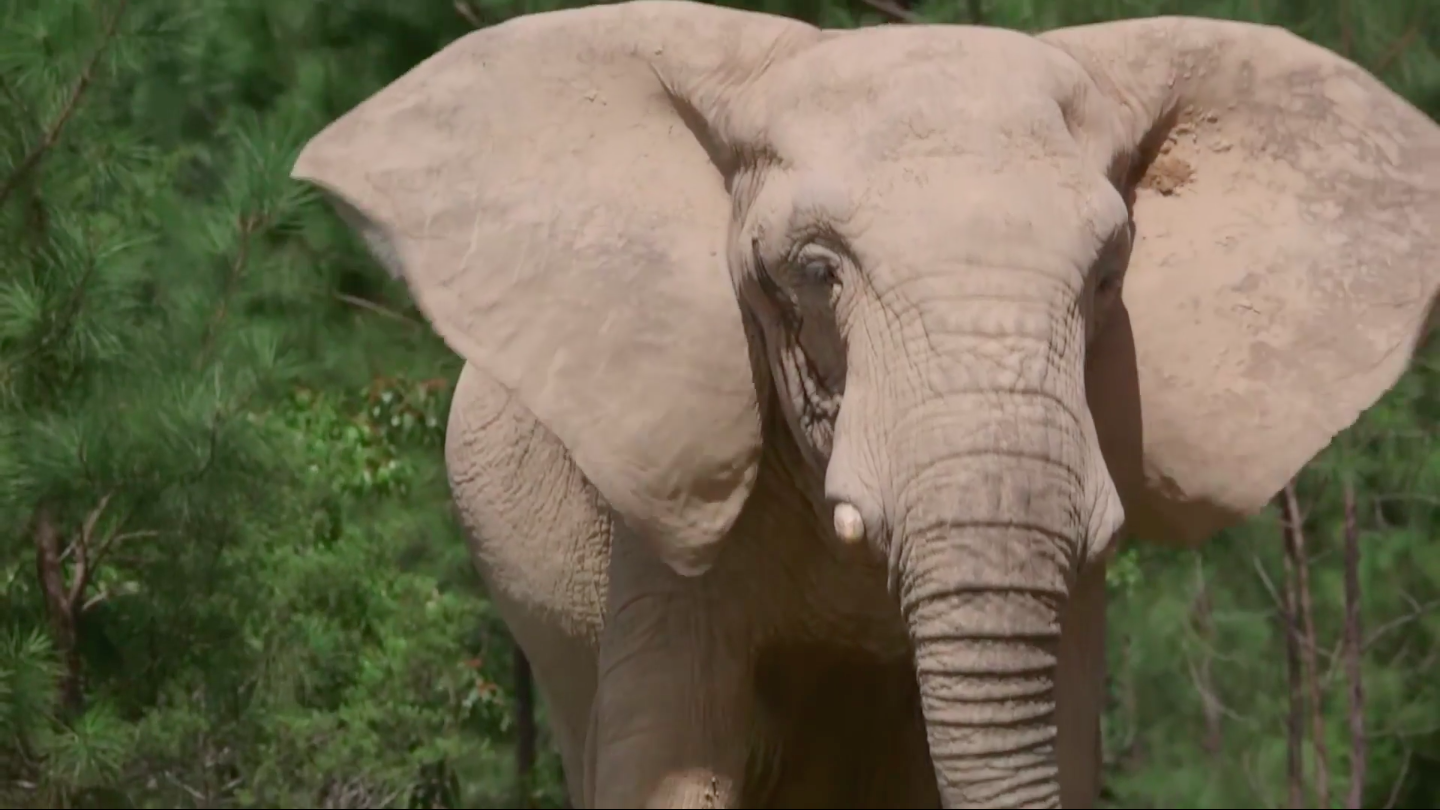 Mary Ann's Elephants