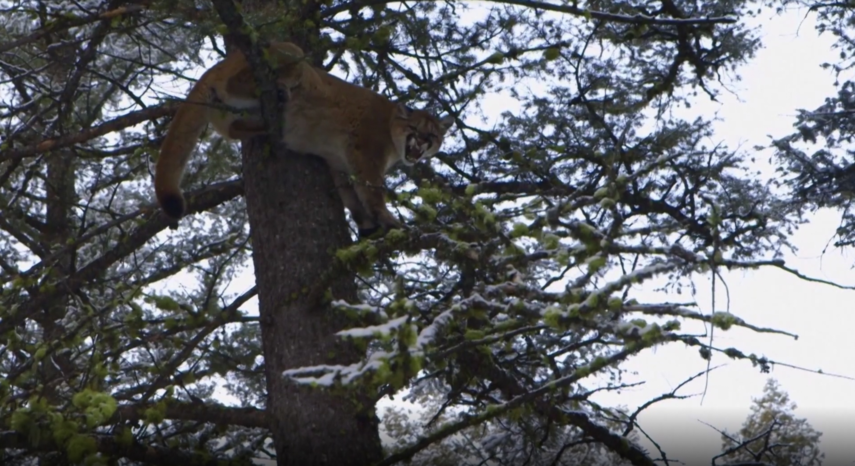 Mountain Lion Pursuit