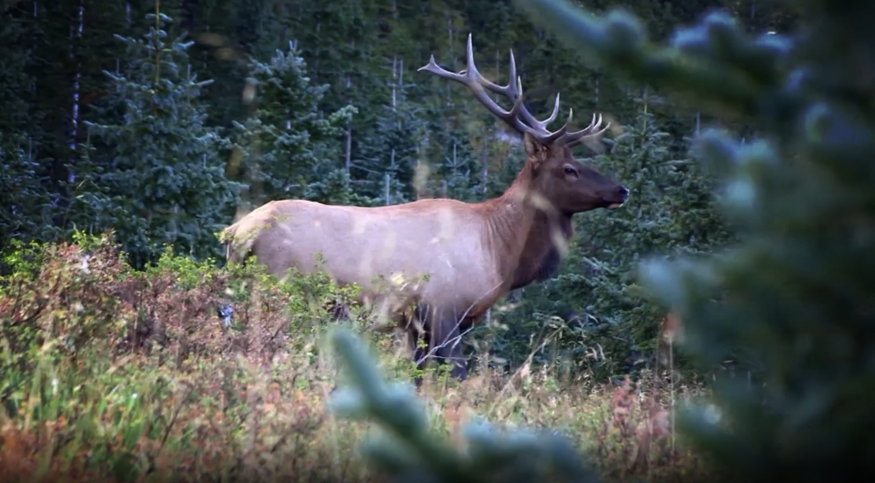 Rocky Mountain Colorado Elk
