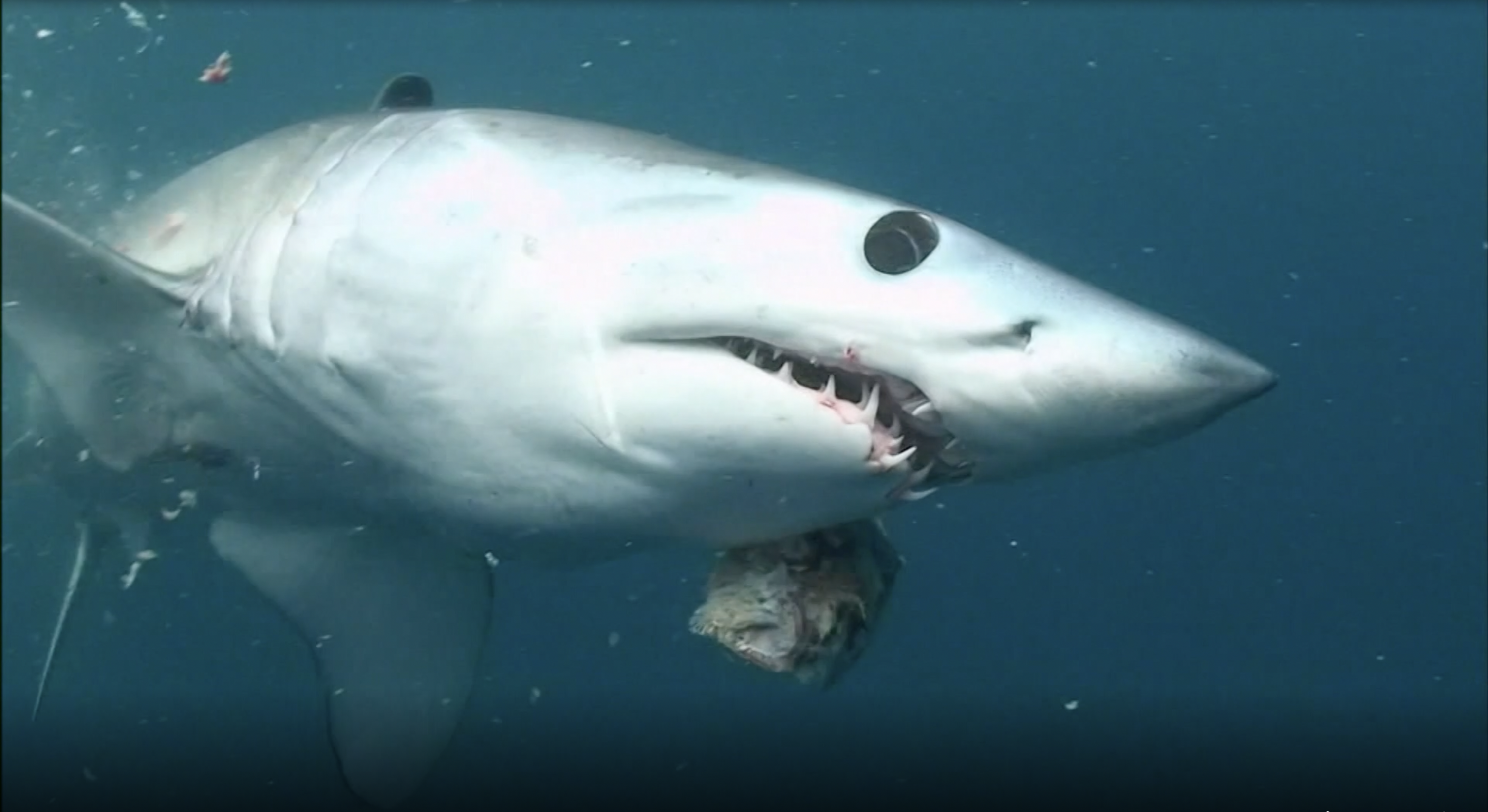 Blue Water Savages Part One