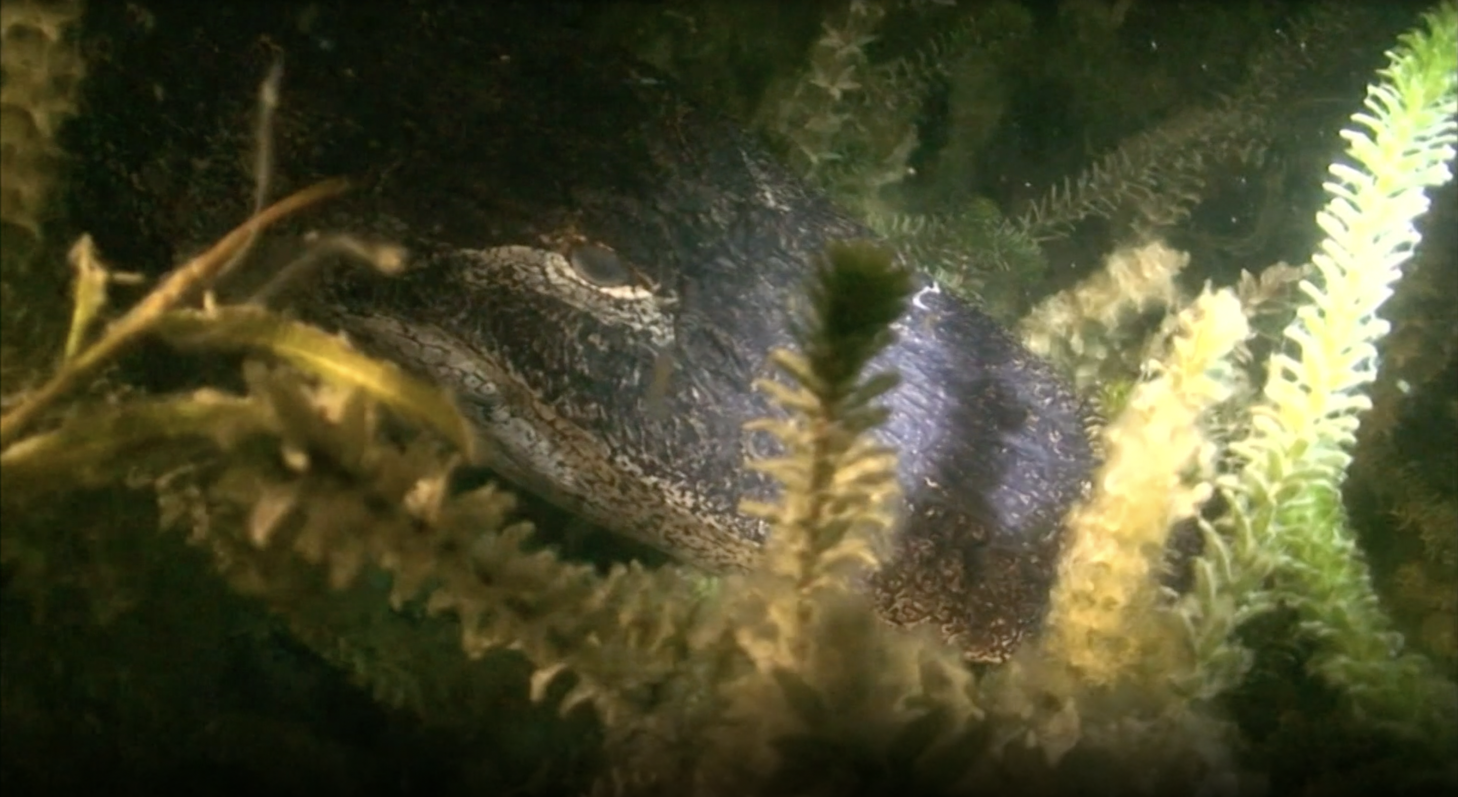 Night Dive in a Quarry