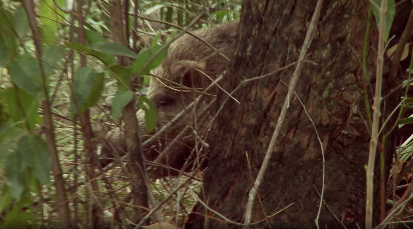 Save a Watermelon Kill a Boar Part 2