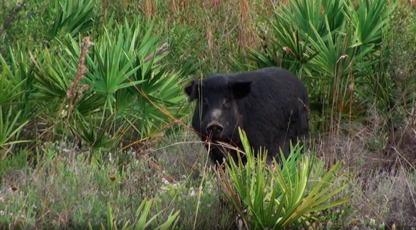 Slaying the Port Labelle Monster