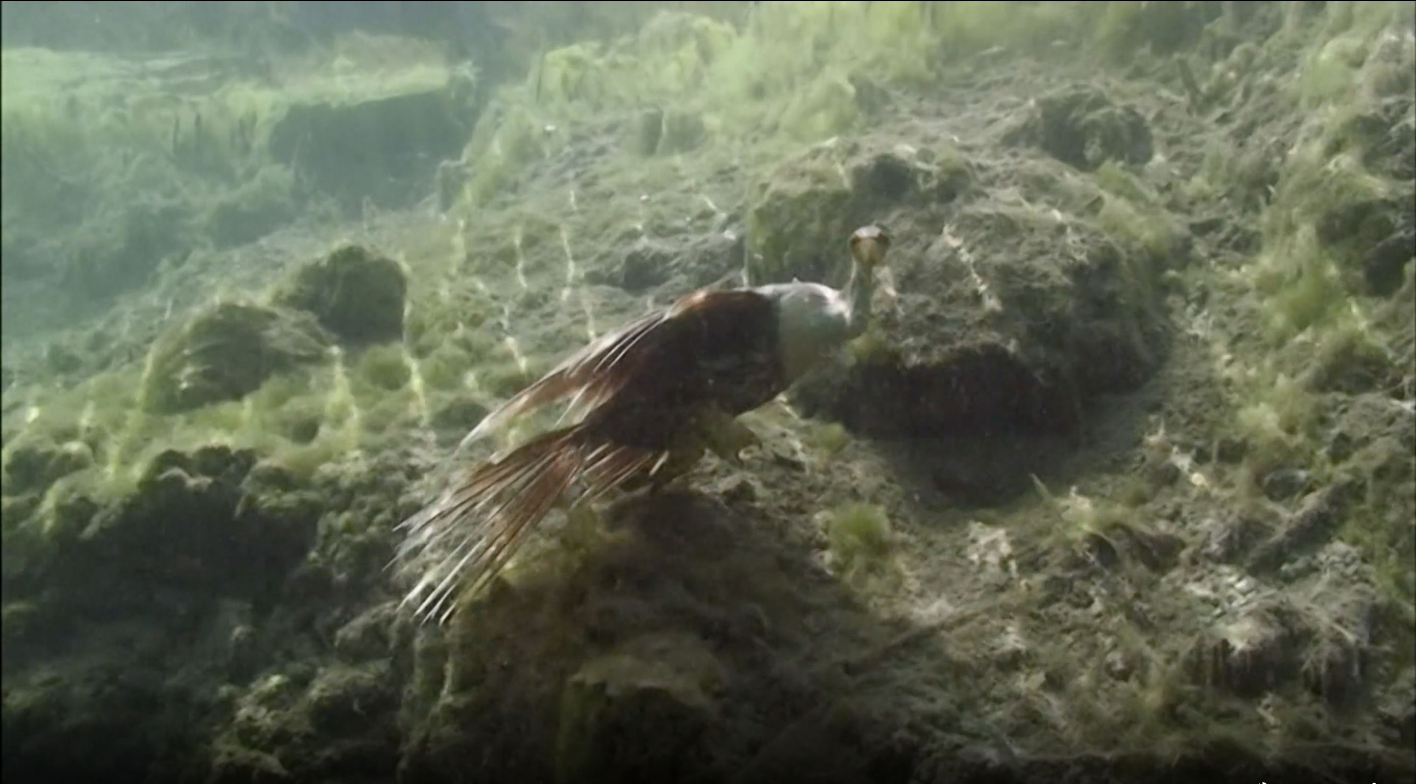 Still Waters Run Red