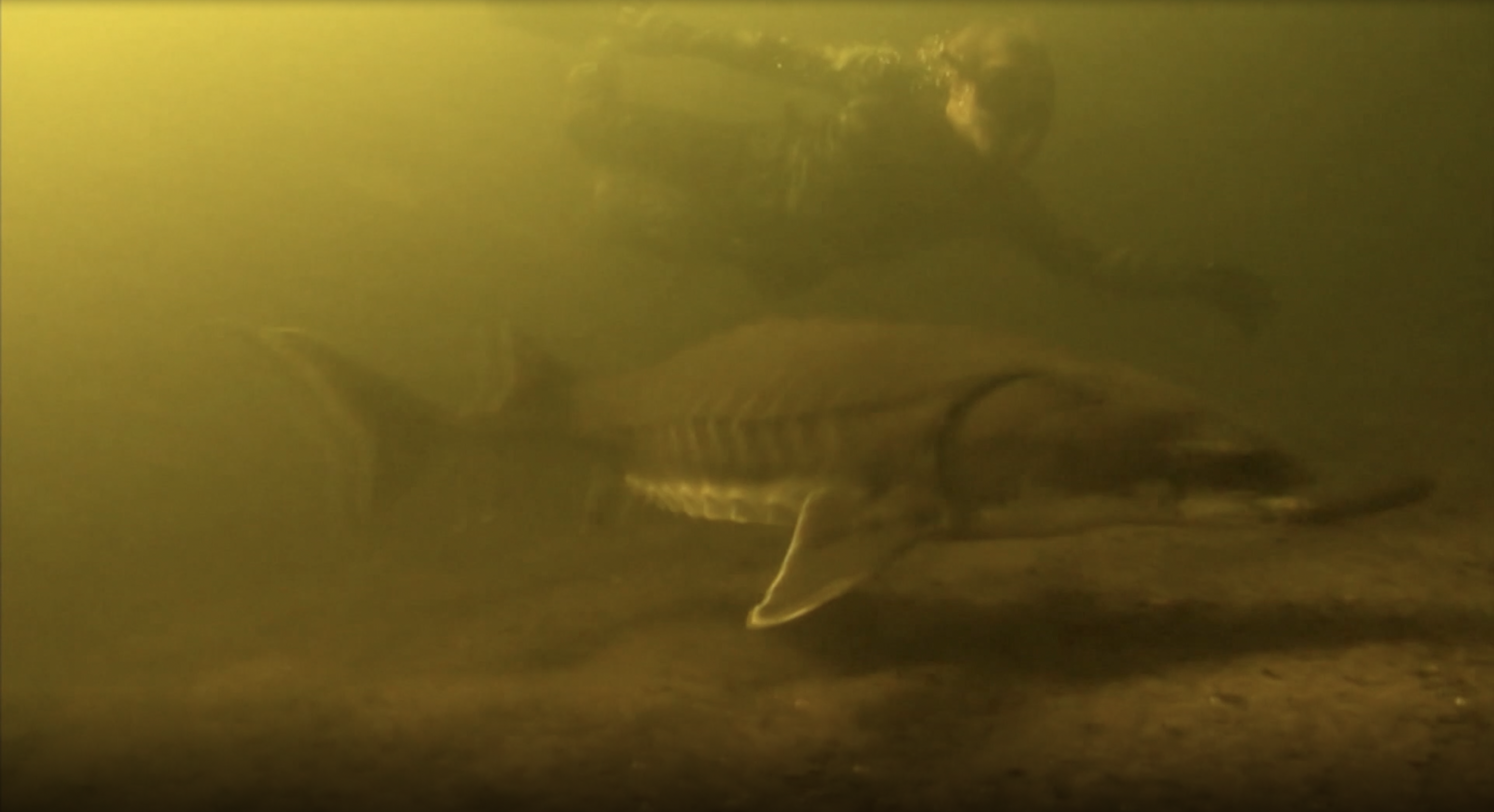 Swimming with Dinosaurs