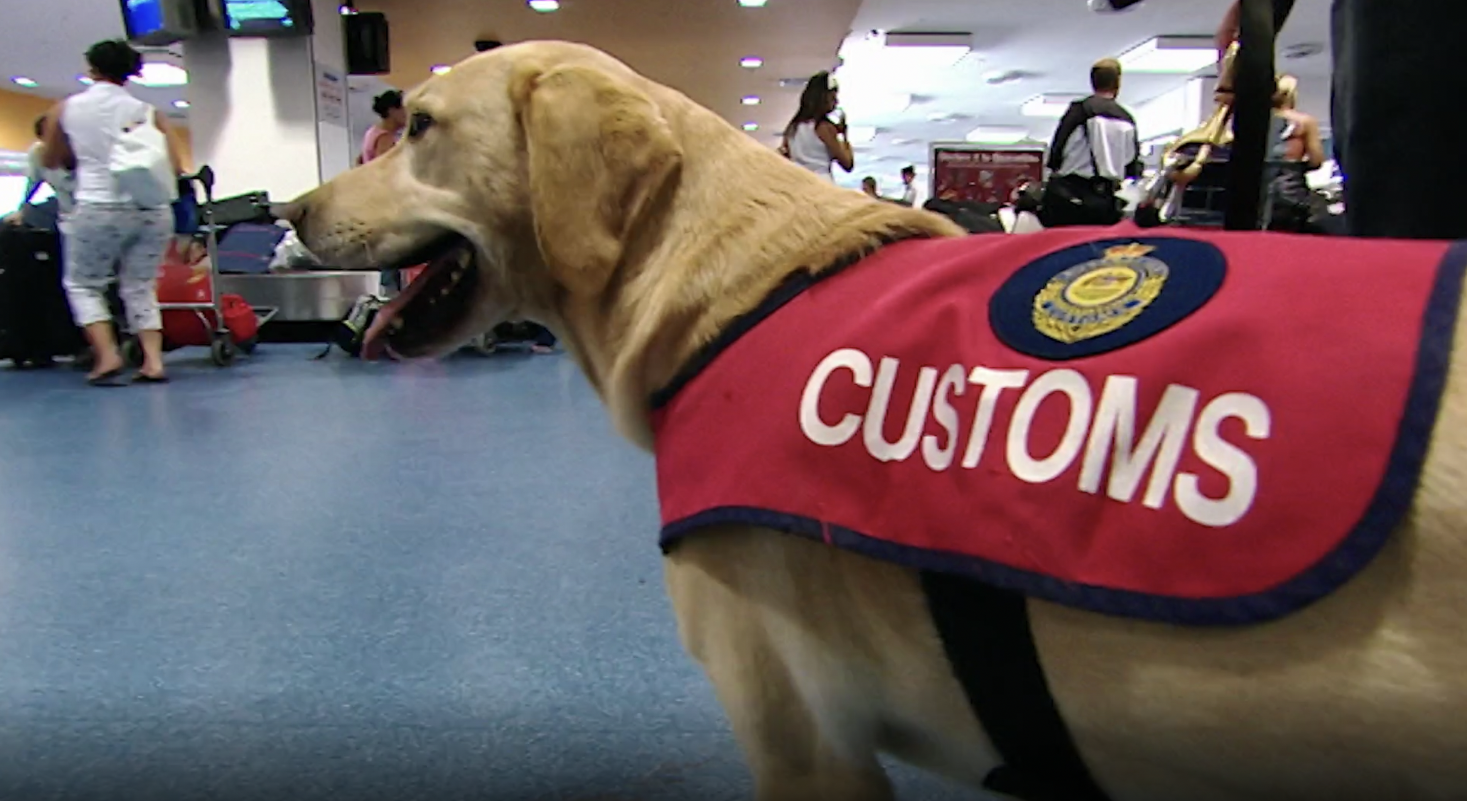 Agentes De Cuatro Patas