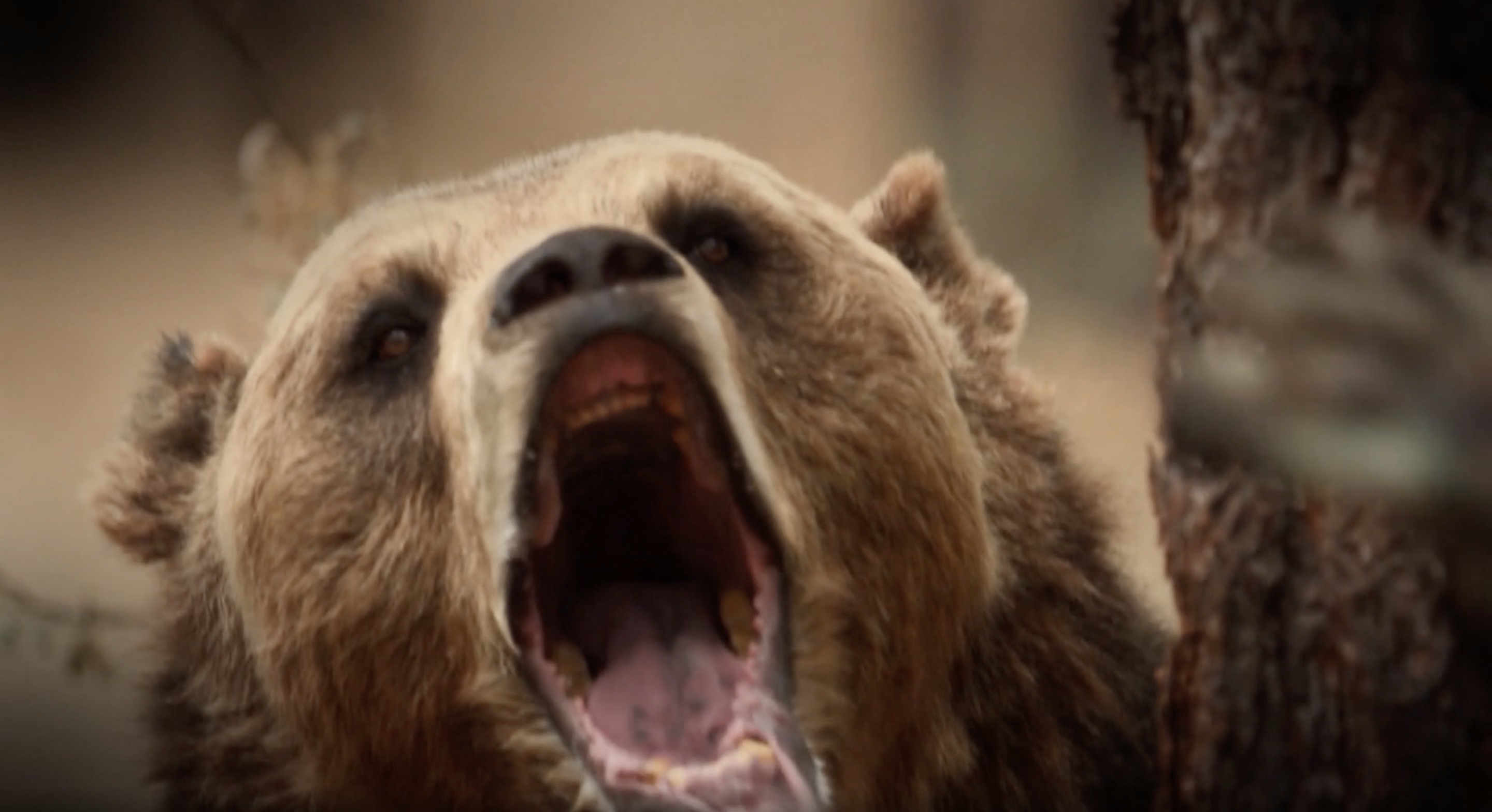 Surviving A Bear Attack