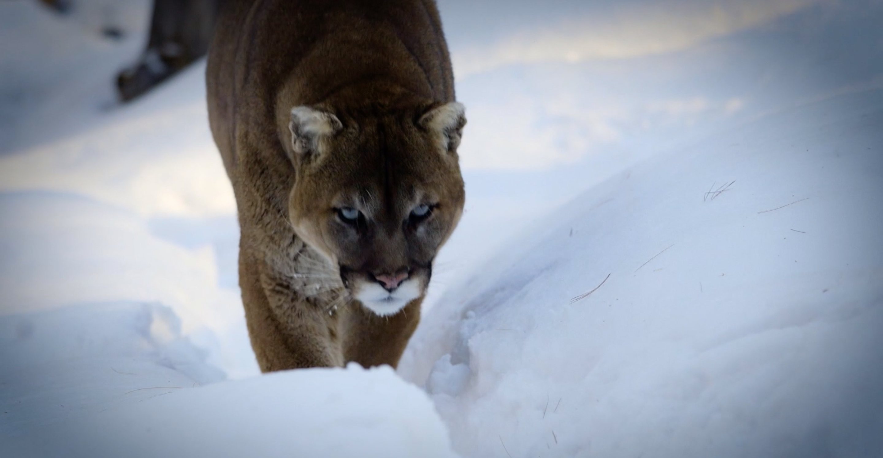 Surviving a Mountain Lion Attack