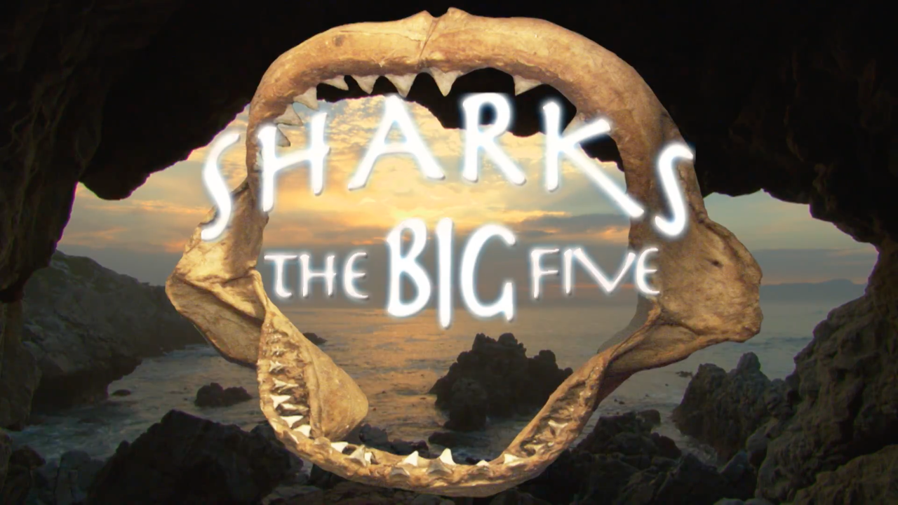 Sharks: The Big Five