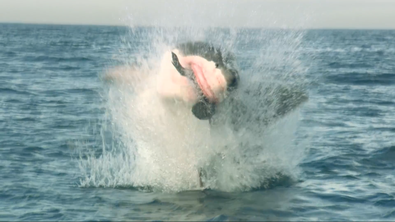 Sharks: The Big Five