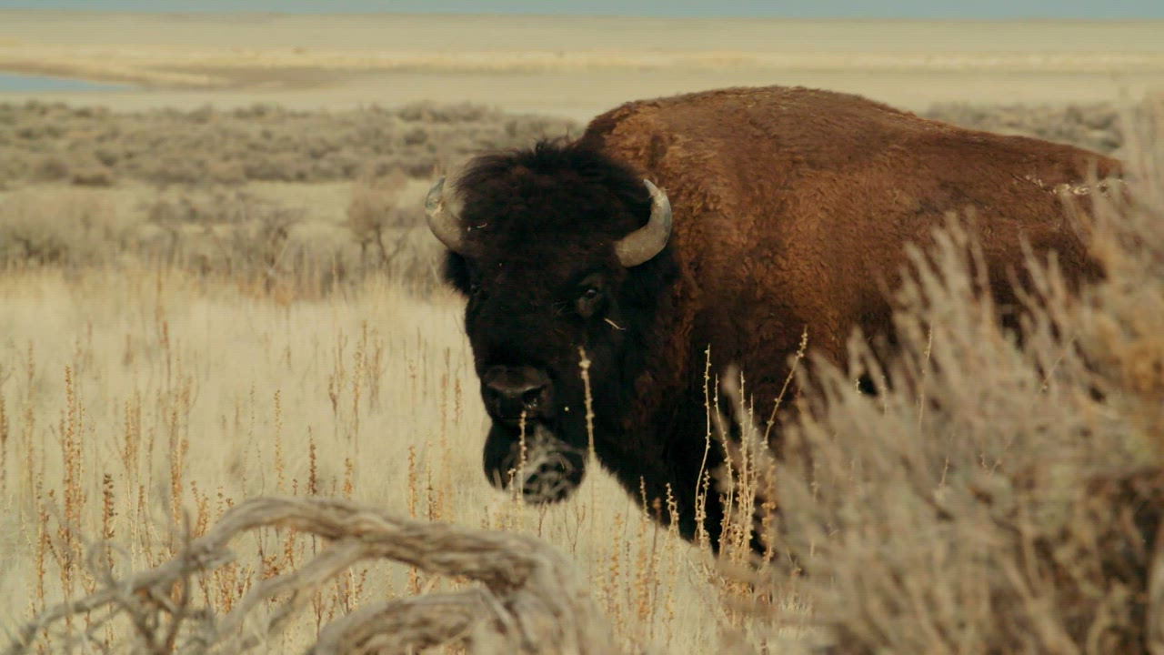 Bison on the Brink
