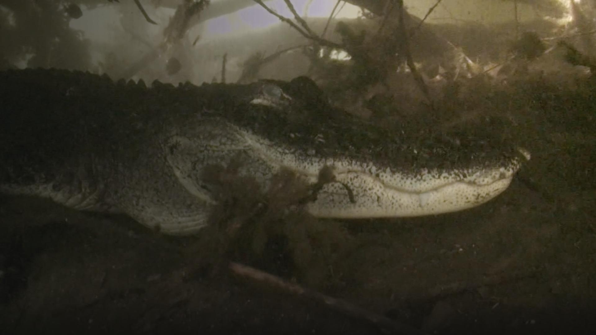 An alligator swims underwater.