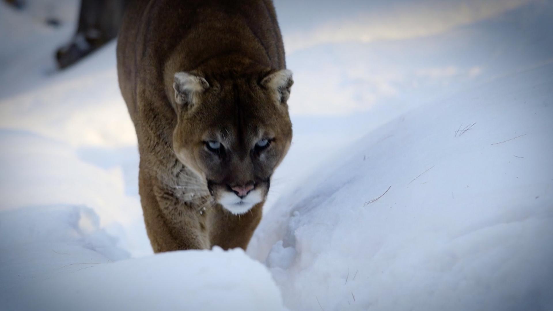 Surviving a Mountain Lion Attack | DangerTV Surviving a Mountain Lion Attack | DangerTV