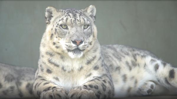 A snow leapard