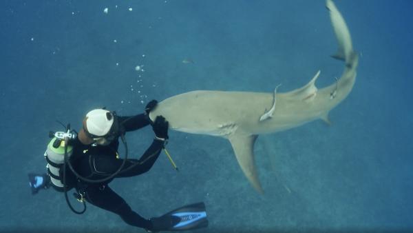 Man petting shark