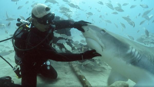 Man petting shark