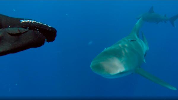 Shark approaches diver