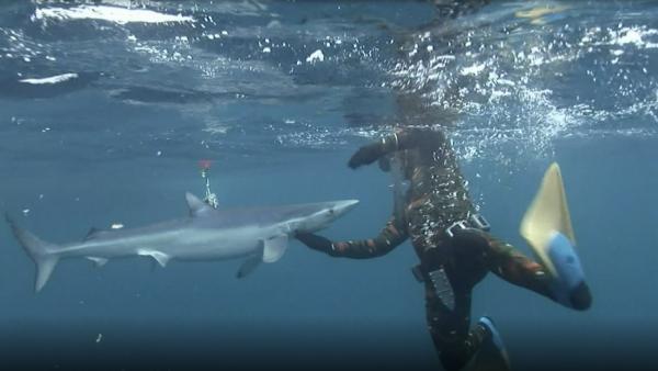 Manny swims with a shark.