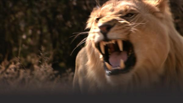 Male lion bares his teeth aggressively. 