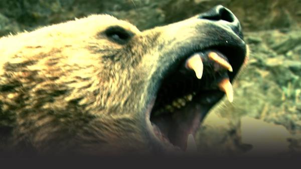 Closeup of a grizzly bear baring teeth aggressively. 