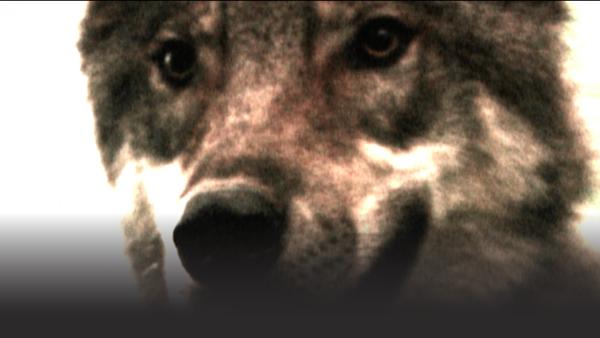 Animal Attacks and Encounters | DangerTV Animal Attacks and Encounters | DangerTV