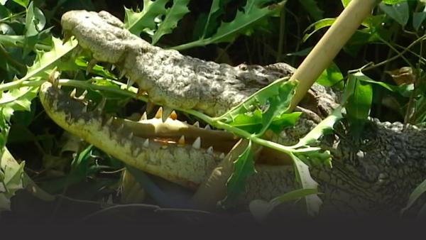 Crocodile in some plants