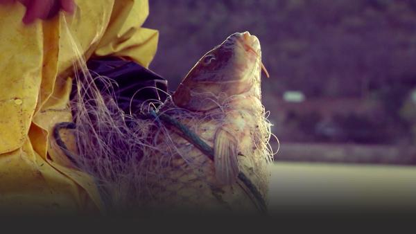 A fisherman holds a carp wrapped in a net.