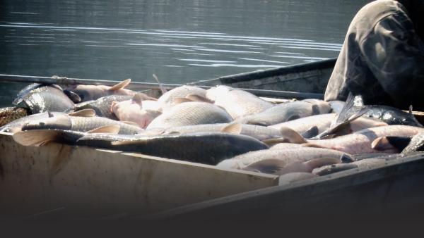 A pile of fish sits in a boat.