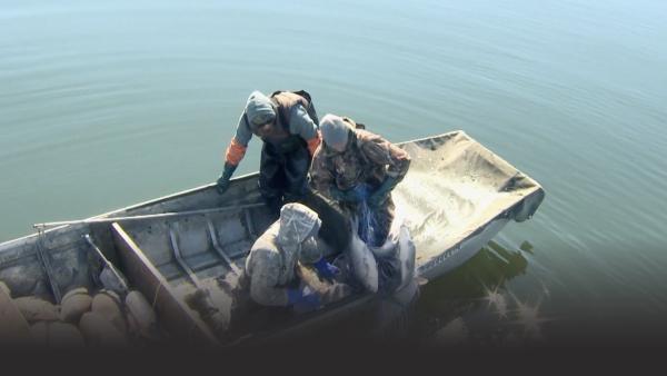 Three men pull fish into their boat.