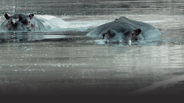 Two hippos in the water